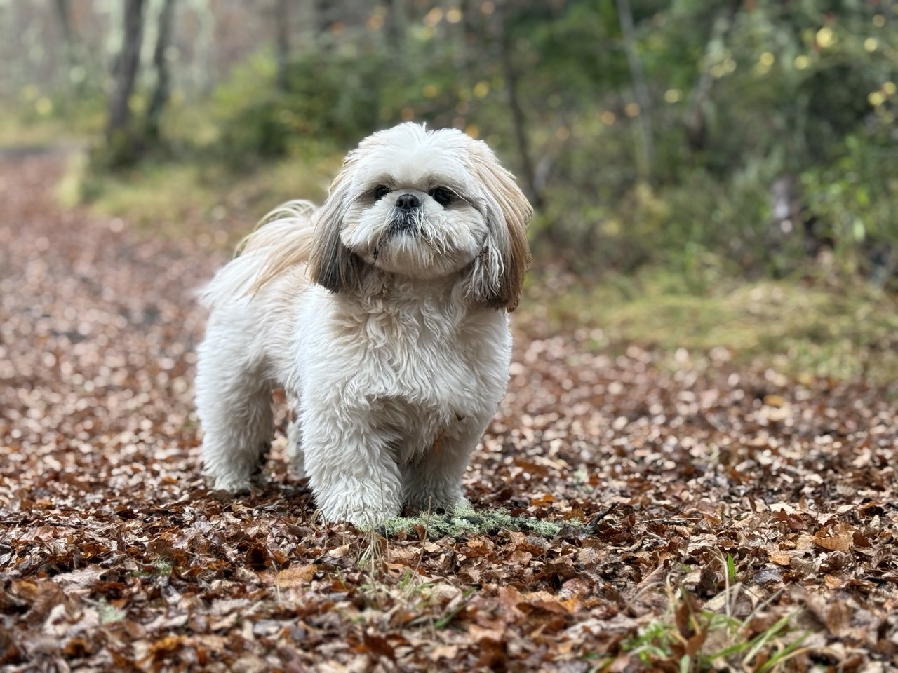 Soju, Shih Tzu de 4 años