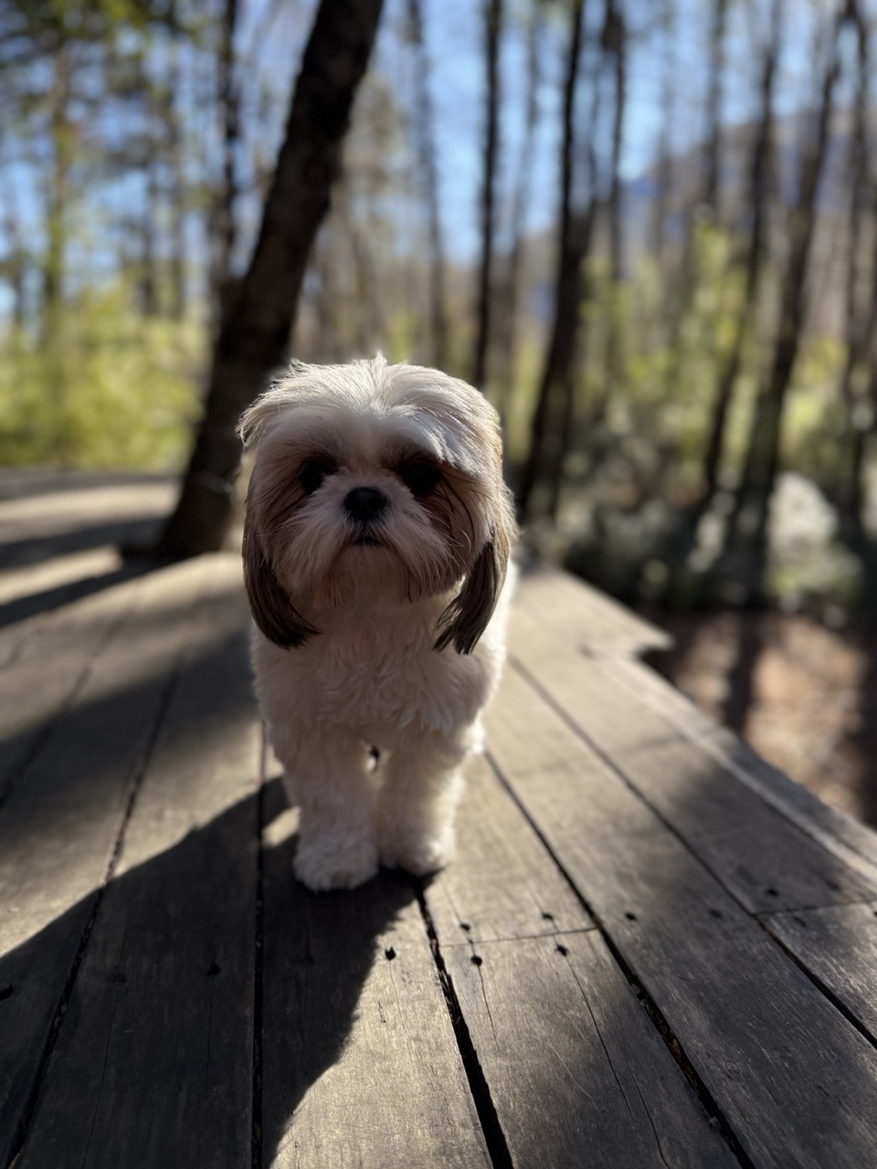 Yuki, Shih Tzu de 3 años